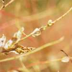 Diagnosis for coronavirus COVID-19