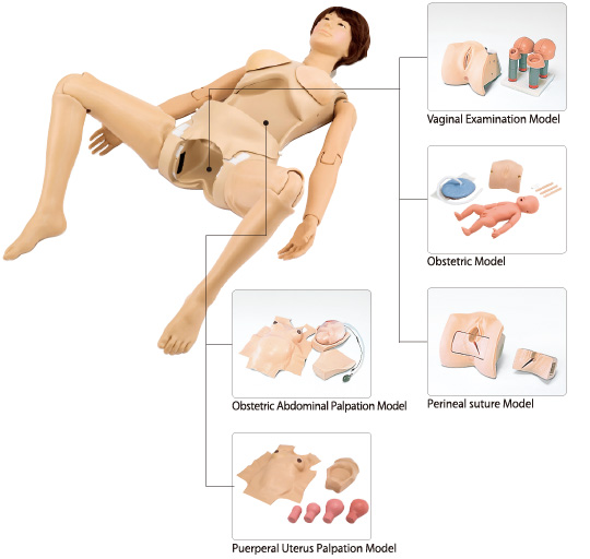 Full Body Pregnancy Simulator II - LM101HV - Abacus dx