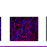 Glysite Scout, Glycan Screening Kits from Vector