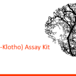 Human Soluble Alpha Klotho ELISA Kit