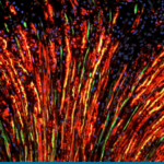 Is your fluorescence fading before your eyes?