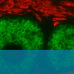 New Double-staining Kit Streamlines Immunofluorescence Workflow
