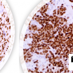 NEW IHC Antibodies