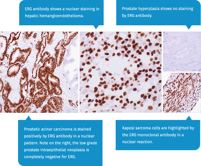 cells
