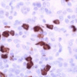 Cell Marque Antibody Clone: IgG4 (EP138)