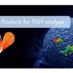 ZytoVision FISH probe for ROS1 translocations